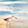 Wall Art * | Excellent Speckled Willet Canvas Wall Art, 12