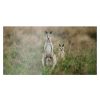 Wall Art * | Classical Kangaroo Canvas Wall Art, 24 12