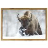 Wall Art * | Quick Delivery Framed Buffalo Wall Art, 27 18