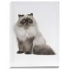 Wall Art * | Hot Sell Desaturated Cat Canvas Wall Art, 12 16