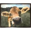 Wall Art * | Popular 25X19 Cow Framed Canvas