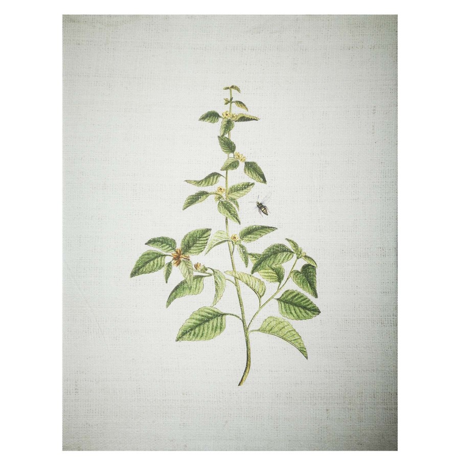 Wall Art * | Top Sellers Grace Mitchell Botanical Canvas Wall Art, 11 14